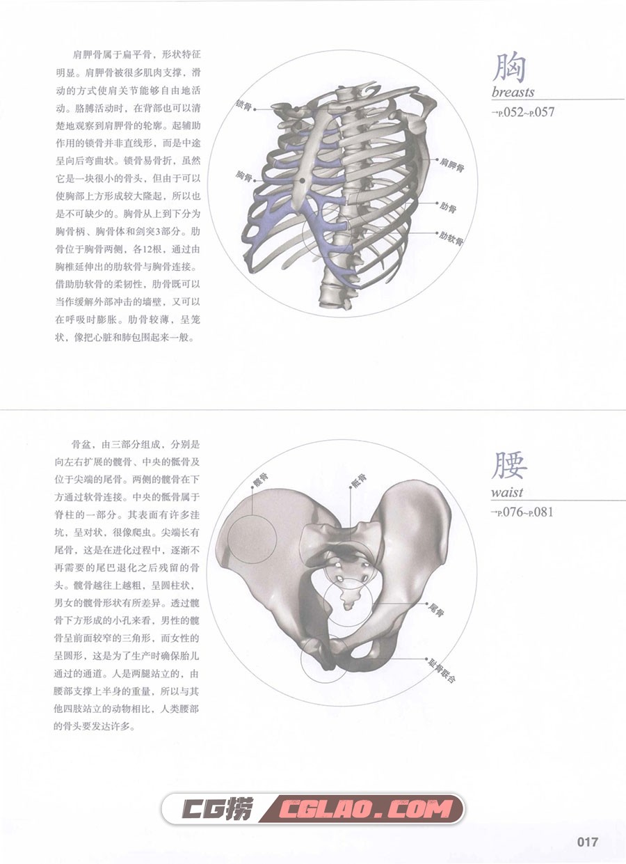 设计师圣经 人体的机理 漫画教程电子版PDF格式 百度网盘,设计师圣经人体的机理023.jpg