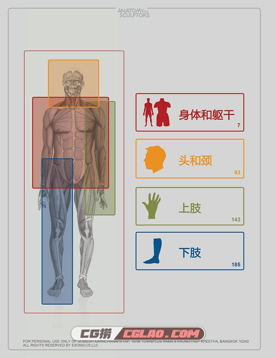 艺用人体结构 雕塑解剖学 电子版教程PDF格式下载 百度网盘,[绘画教程]艺用人体结构-雕塑解剖学-汉化版-7.jpg