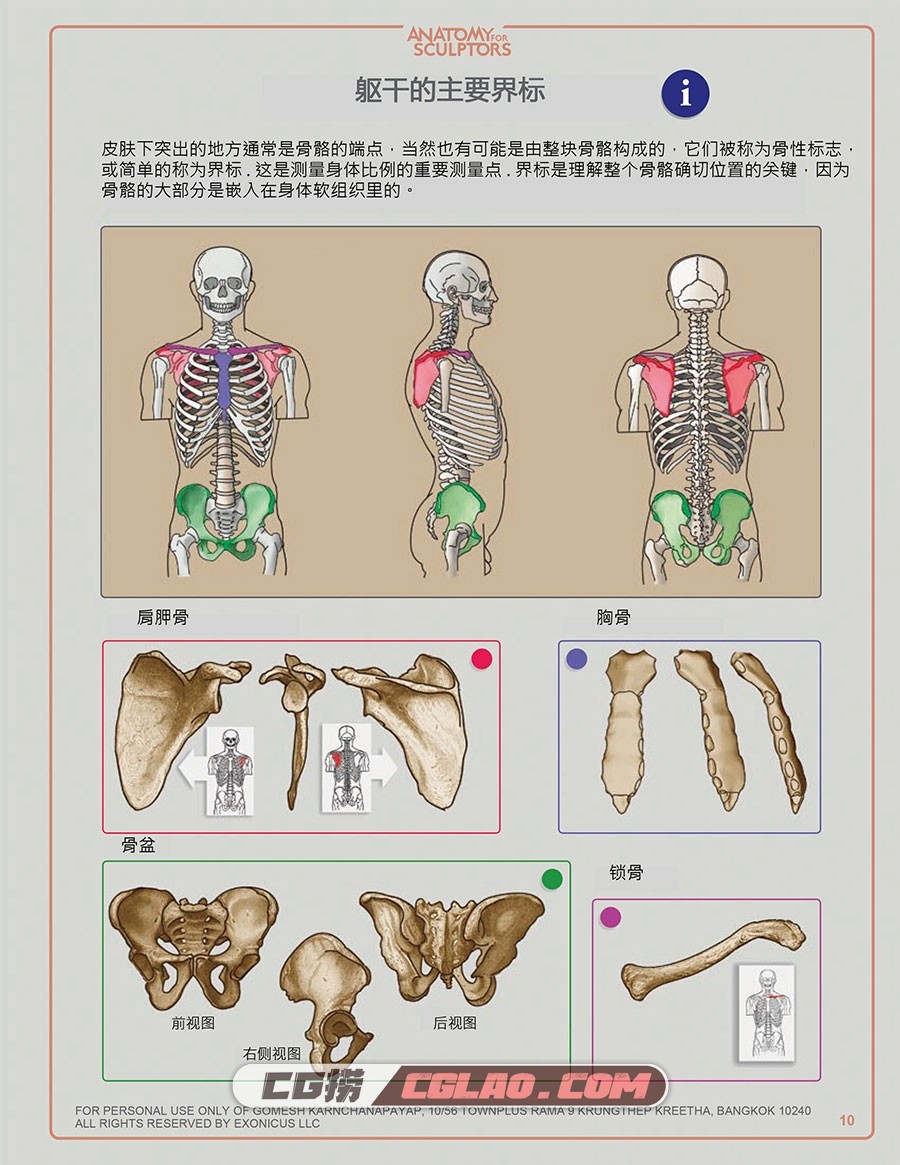 艺用人体结构 雕塑解剖学 电子版教程PDF格式下载 百度网盘,[绘画教程]艺用人体结构-雕塑解剖学-汉化版-10.jpg