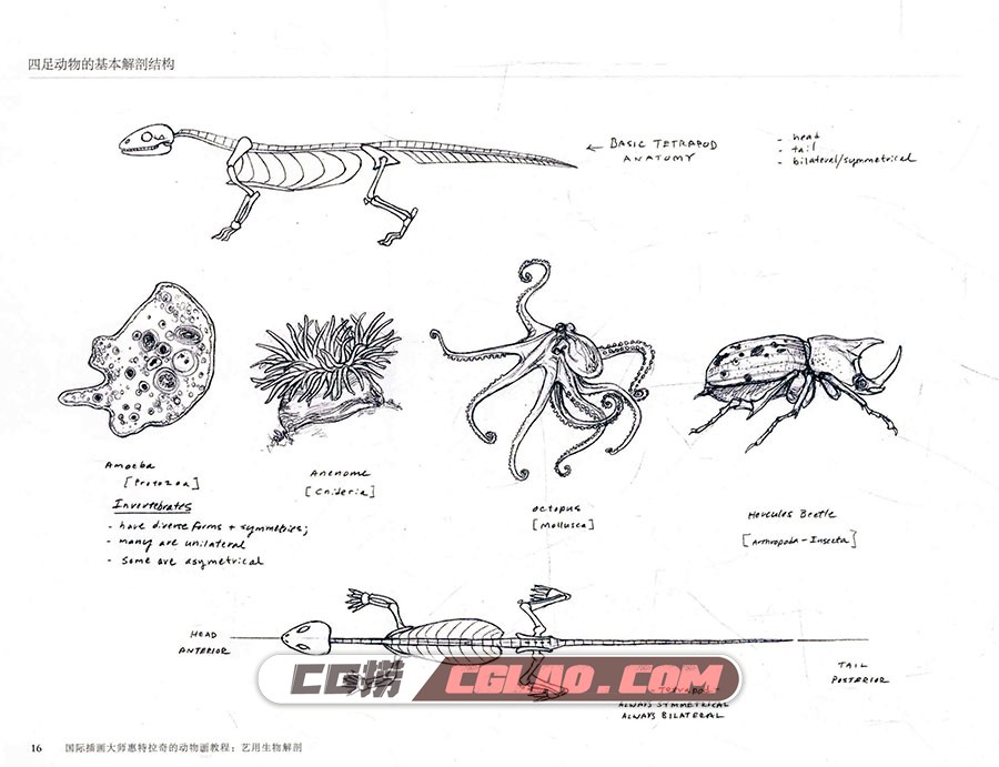 艺用生物解剖 动物画漫画教程电子版PDF格式 百度网盘下载,0020.jpg