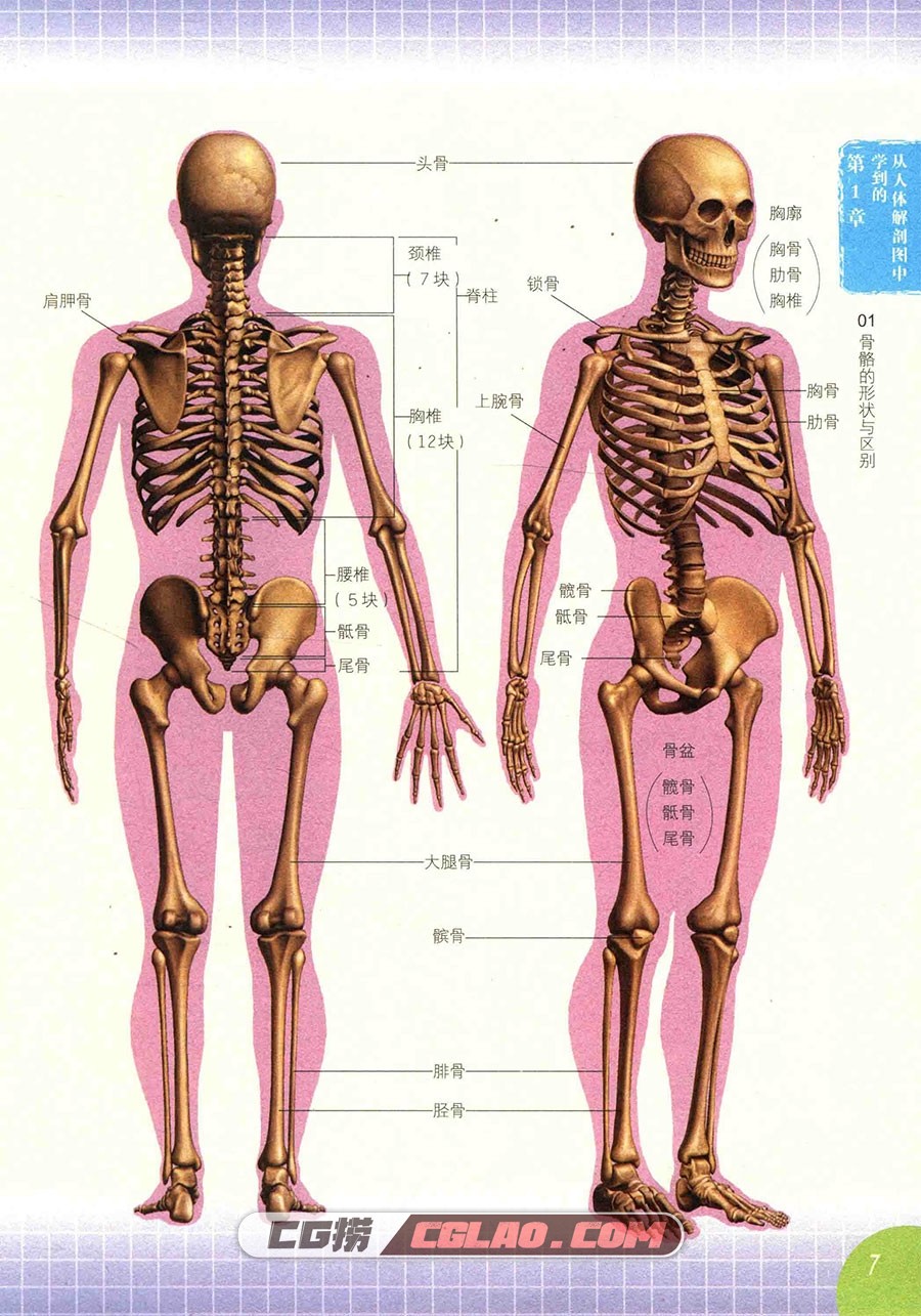 人体动态解剖学 漫画·插画·动画 电子版教程 百度网盘下载PDF,[漫画教程]人体动态解剖学-漫画·插画·动画-13.jpg