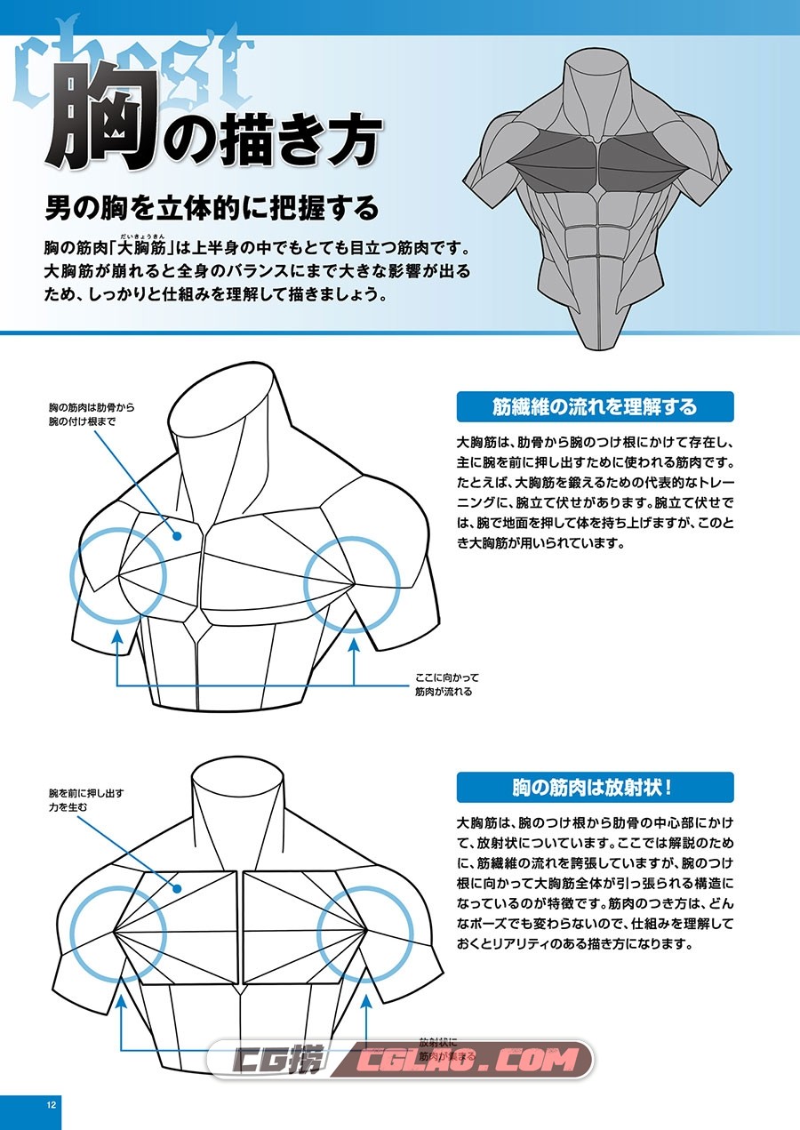 令人着迷的男性肌肉的画法 漫画教程PDF格式下载 百度网盘,012.jpg